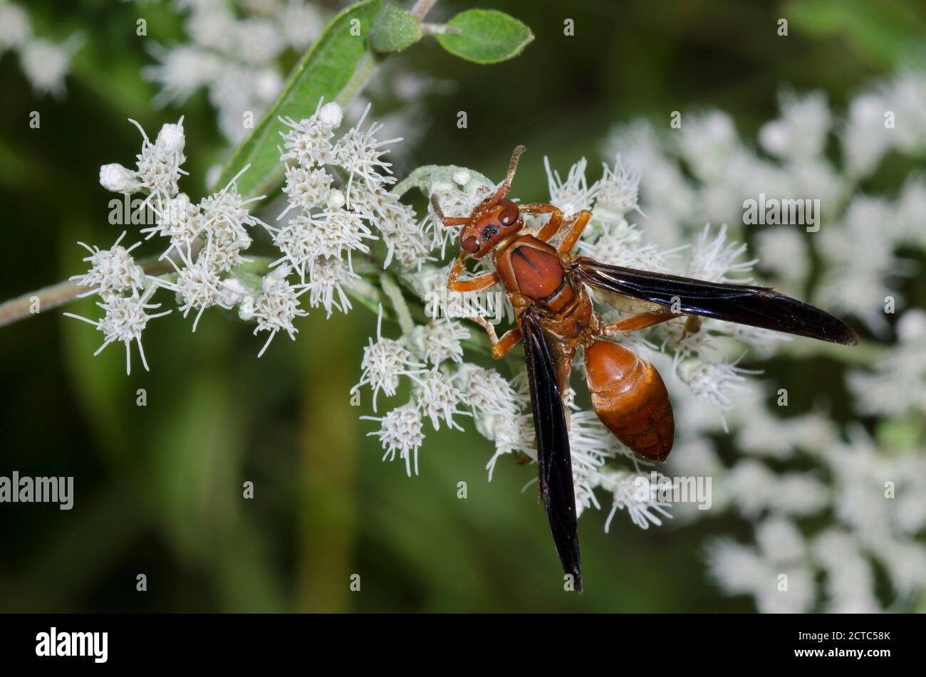 Paper Wasp, Polistes sp., fourrageing on Lateflowering Thoroughwort, Eupatorium serotinum Banque D'Images