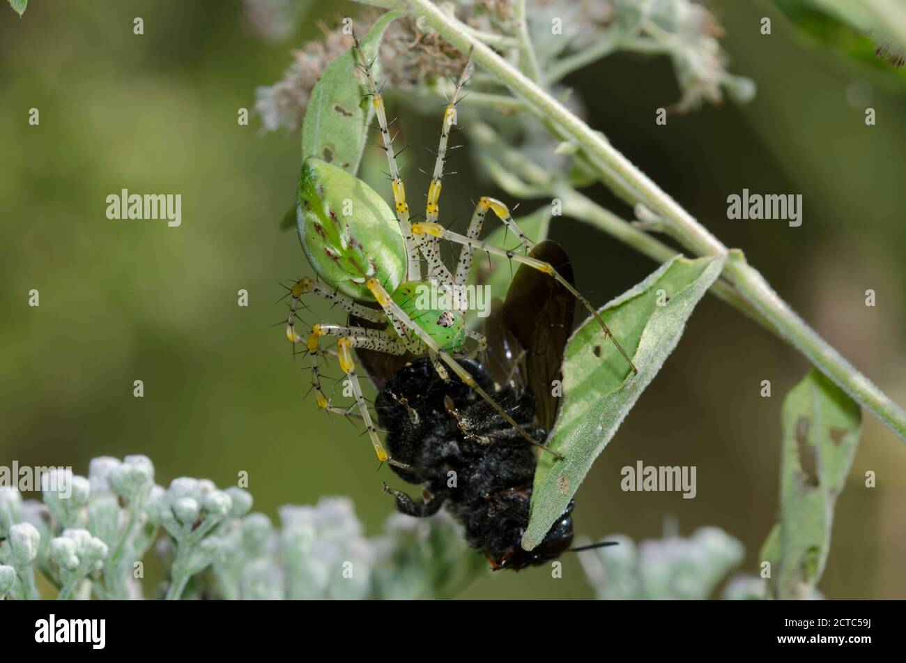Araignée Lynx verte, Peucetia viridans, femelle se nourrissant de l'abeille capturée, Bombus sp. Sur le Thoroughwort à fleurs de lateflowering, Eupatorium serotinum Banque D'Images