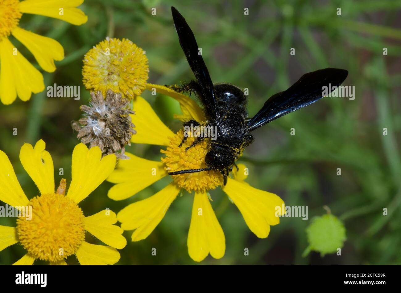 Guêpe Scoliid à double bande, Scolia bicincta, fourrageée sur Sneezeweed, Helenium amarum Banque D'Images