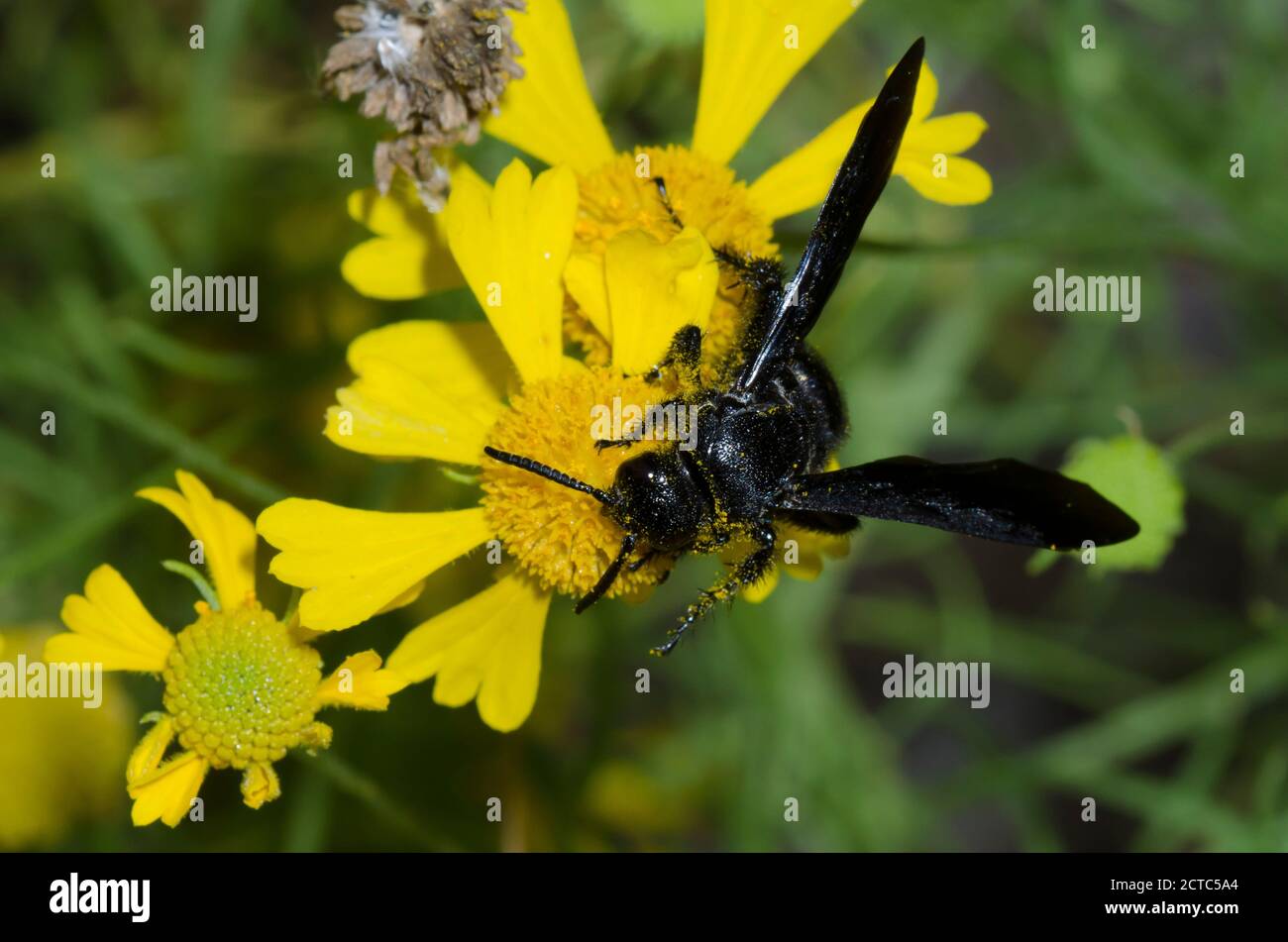 Guêpe Scoliid à double bande, Scolia bicincta, fourrageée sur Sneezeweed, Helenium amarum Banque D'Images