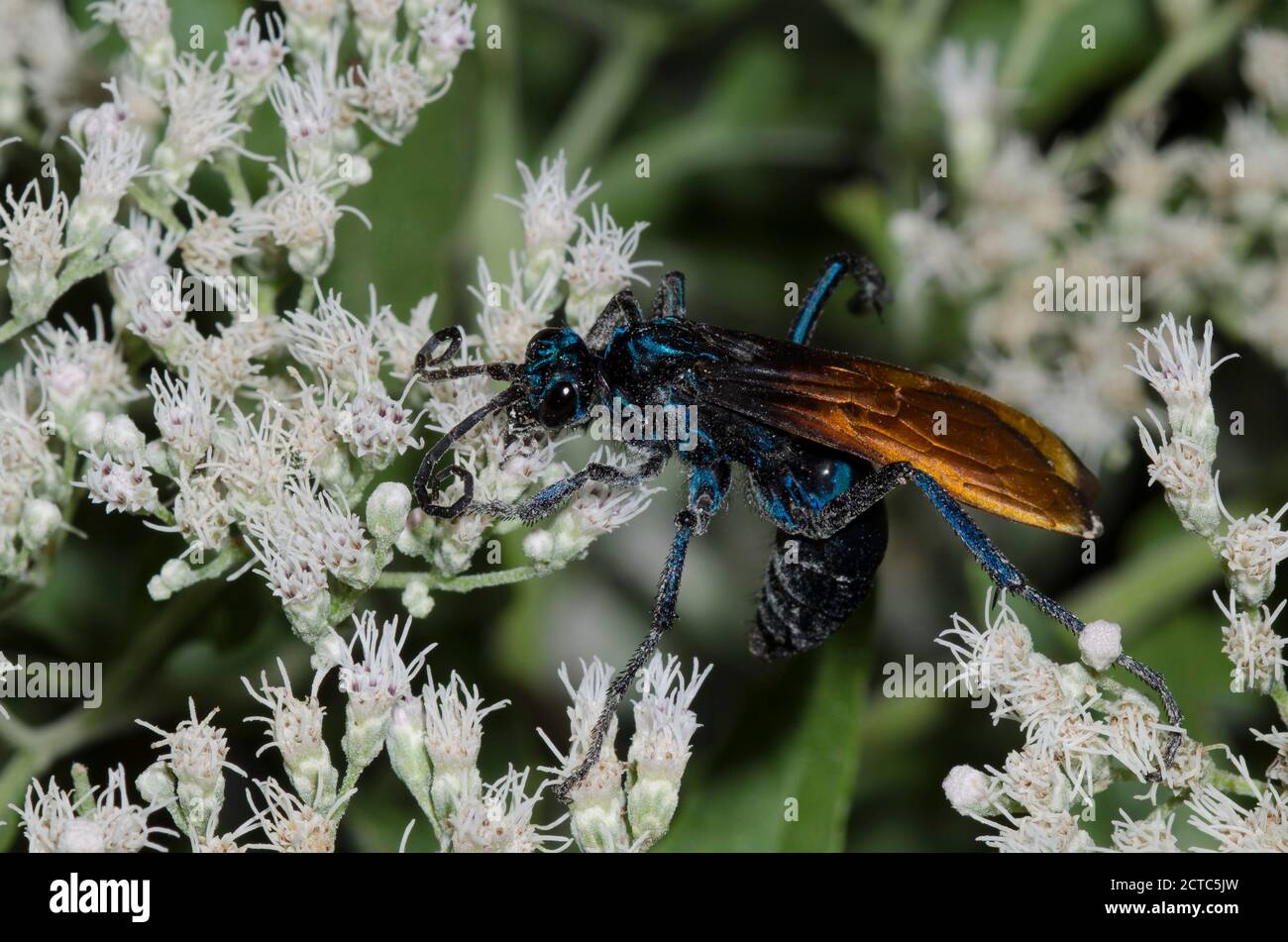 Tarantula Hawk, Pepsis sp., fourrageant sur le Thoroughwort à fleurs de lateflowering, Eupatorium serotinum Banque D'Images