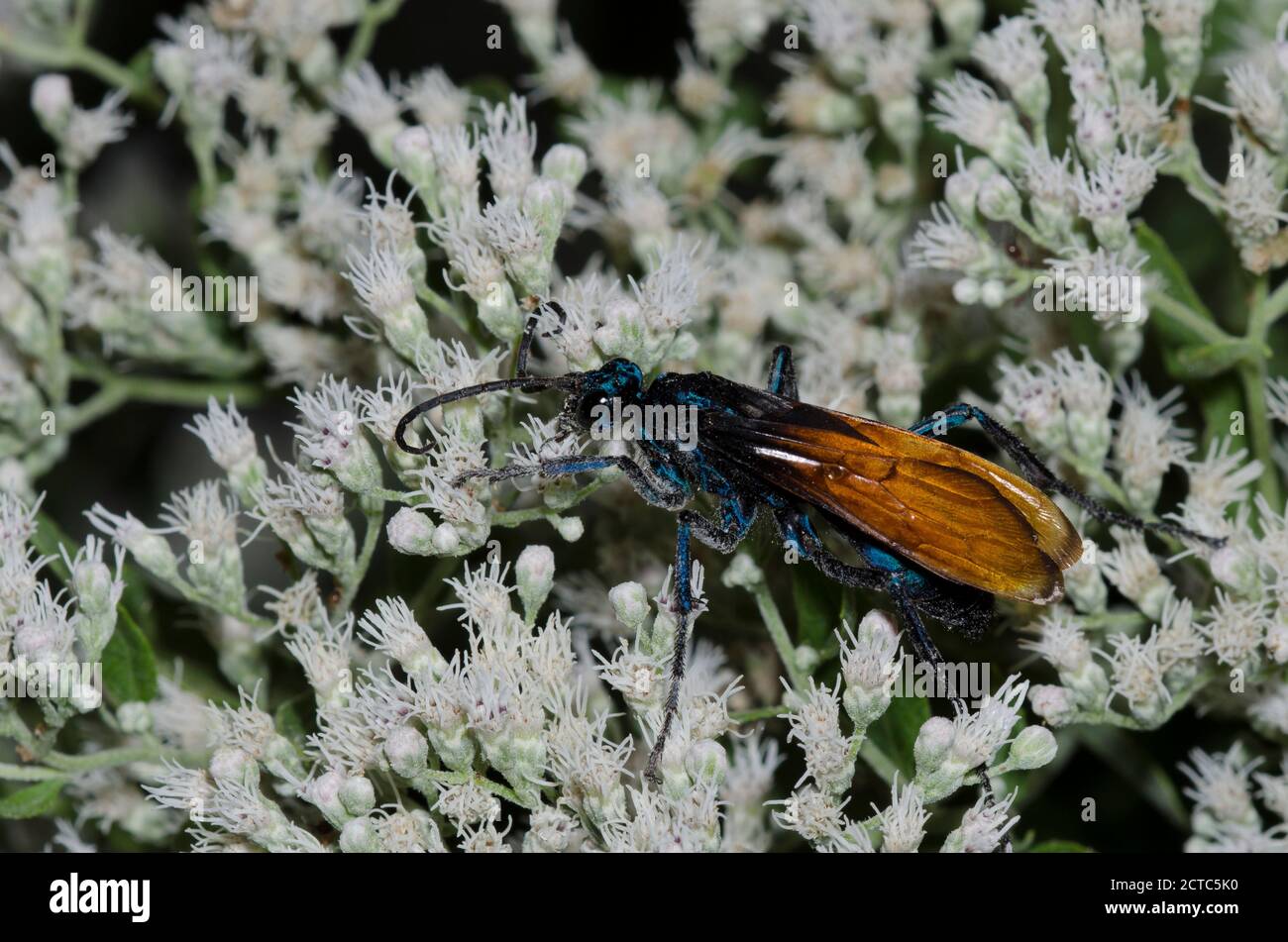 Tarantula Hawk, Pepsis sp., fourrageant sur le Thoroughwort à fleurs de lateflowering, Eupatorium serotinum Banque D'Images