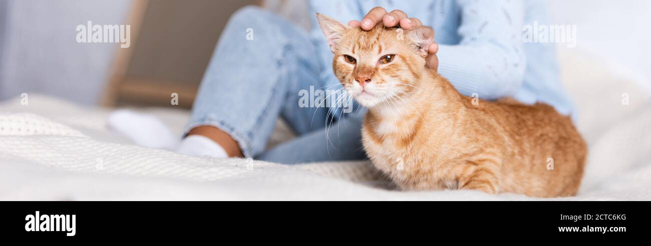 Photo panoramique d'une jeune femme qui pète un chat au gingembre au lit  Photo Stock - Alamy