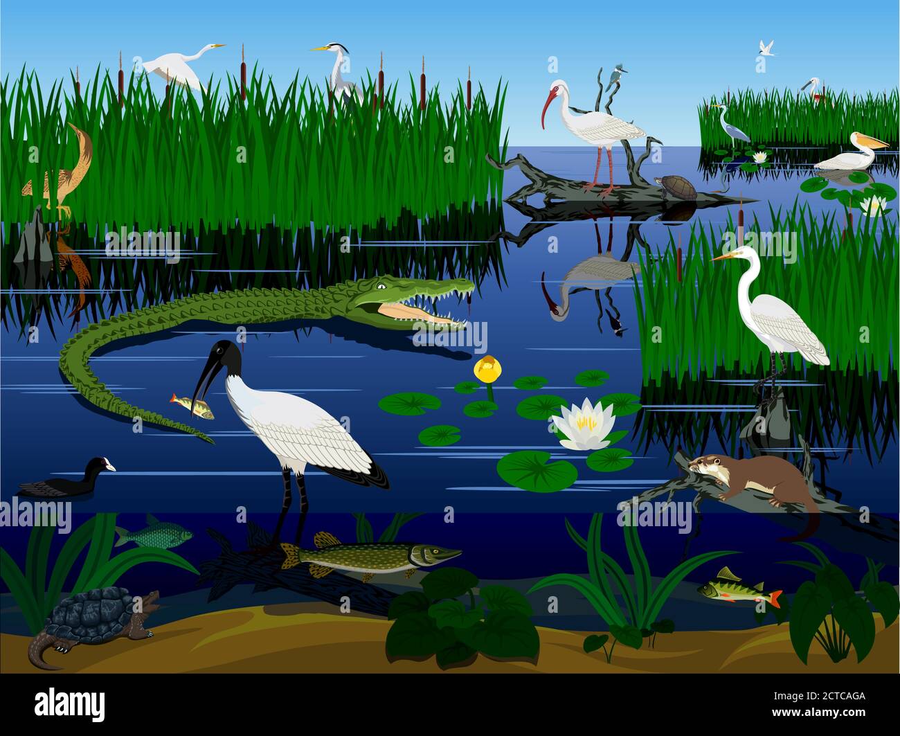 Milieu humide vectoriel Pantanal Florida Everglades paysage avec animaux Illustration de Vecteur