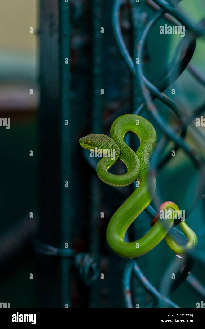 Une vipère en bambou à queue rouge s'est enroulée sur la clôture du camp du département forestier au parc national de Sundarban, Bengale-Occidental, Inde Banque D'Images