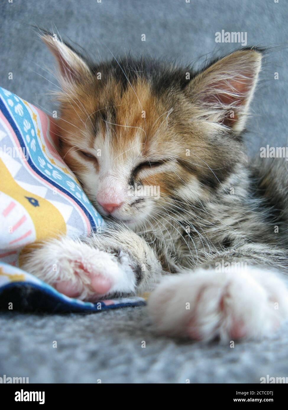 Adorable chaton adopté de 8 semaines dormant. Gros plan sur un petit chat féminin moelleux. Calico ou torbie (tabby de tortoiseshell). Banque D'Images