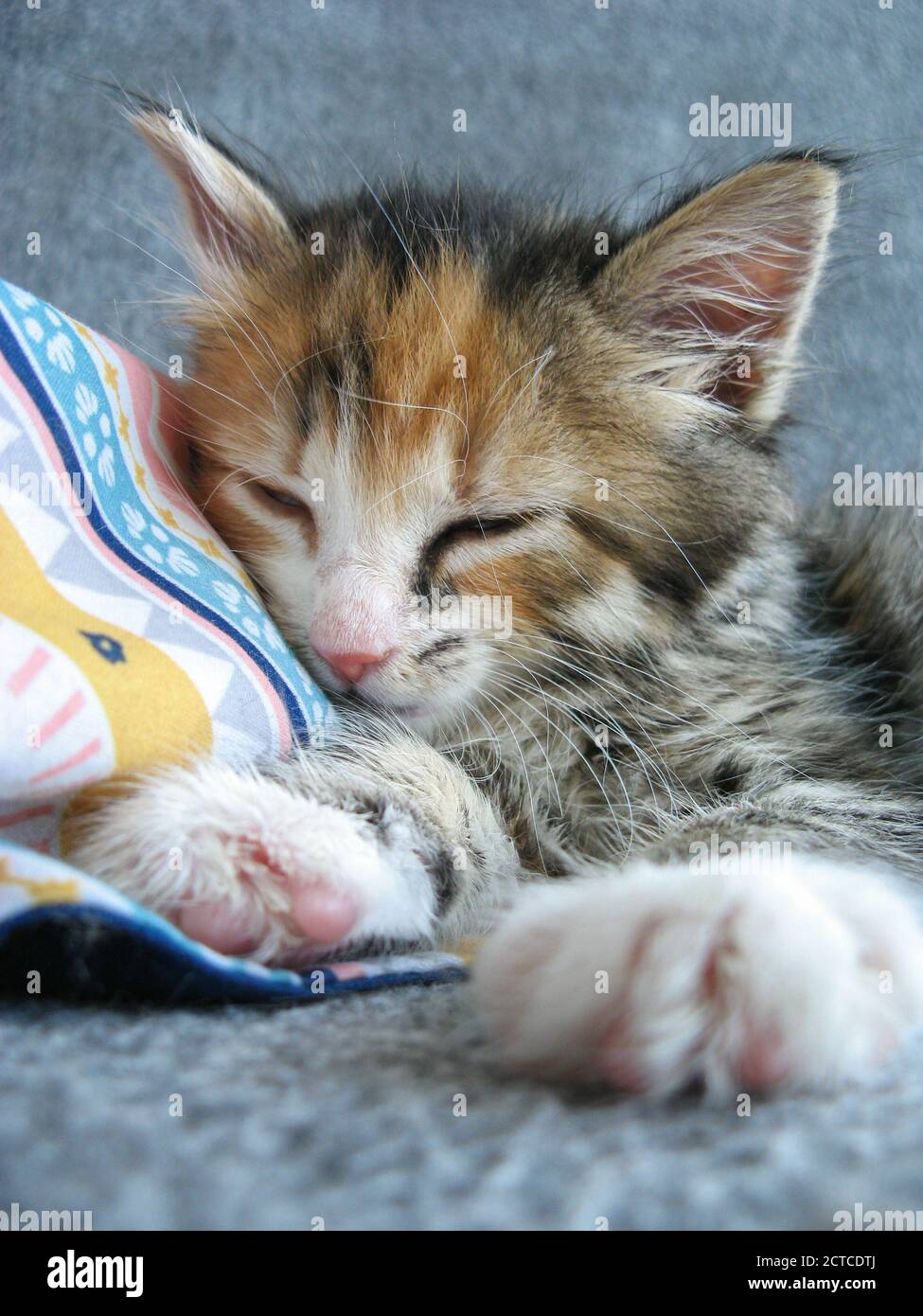 Adorable Chaton Adopte De 8 Semaines Dormant Gros Plan Sur Un Petit Chat Feminin Moelleux Calico Ou Torbie Tabby De Tortoiseshell Photo Stock Alamy