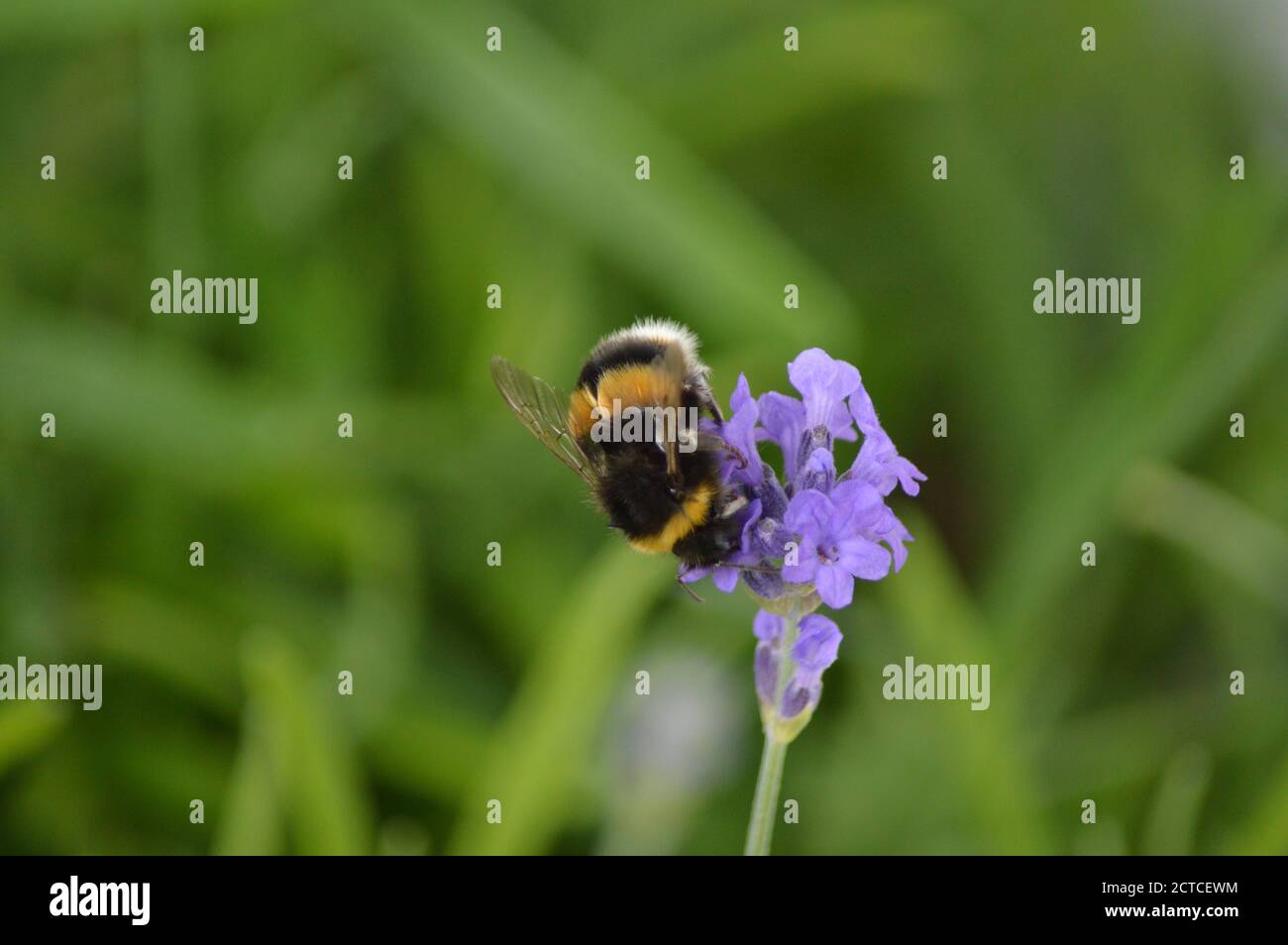 Un bourdon se nourrit d'une fleur de jardin. Banque D'Images