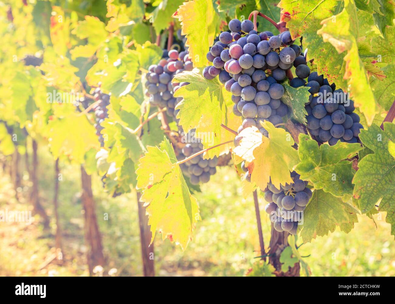 Gros plan de grappes de raisins bleus sur vignes dans un vignoble de Toscane, Italie Banque D'Images