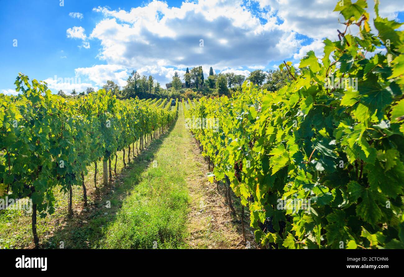Rangées de vignes récoltées dans un vignoble en Toscane, Italie o Banque D'Images