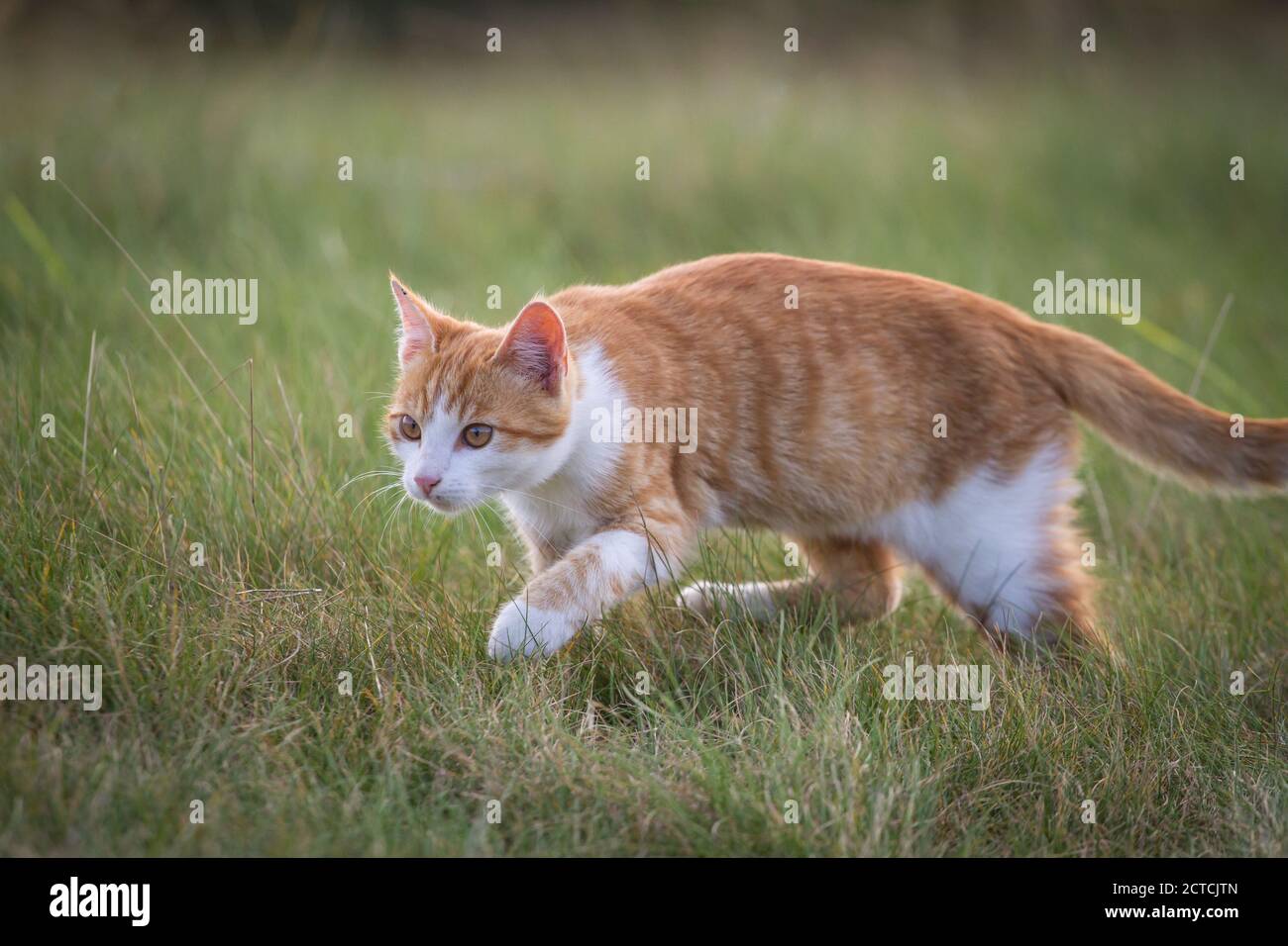 Jeune chat rouge marchant sur un pré Banque D'Images