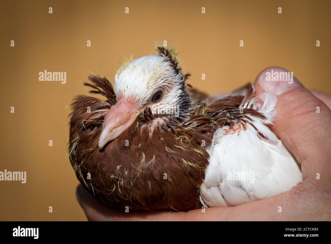 Baby Pigeon Banque D Image Et Photos Alamy