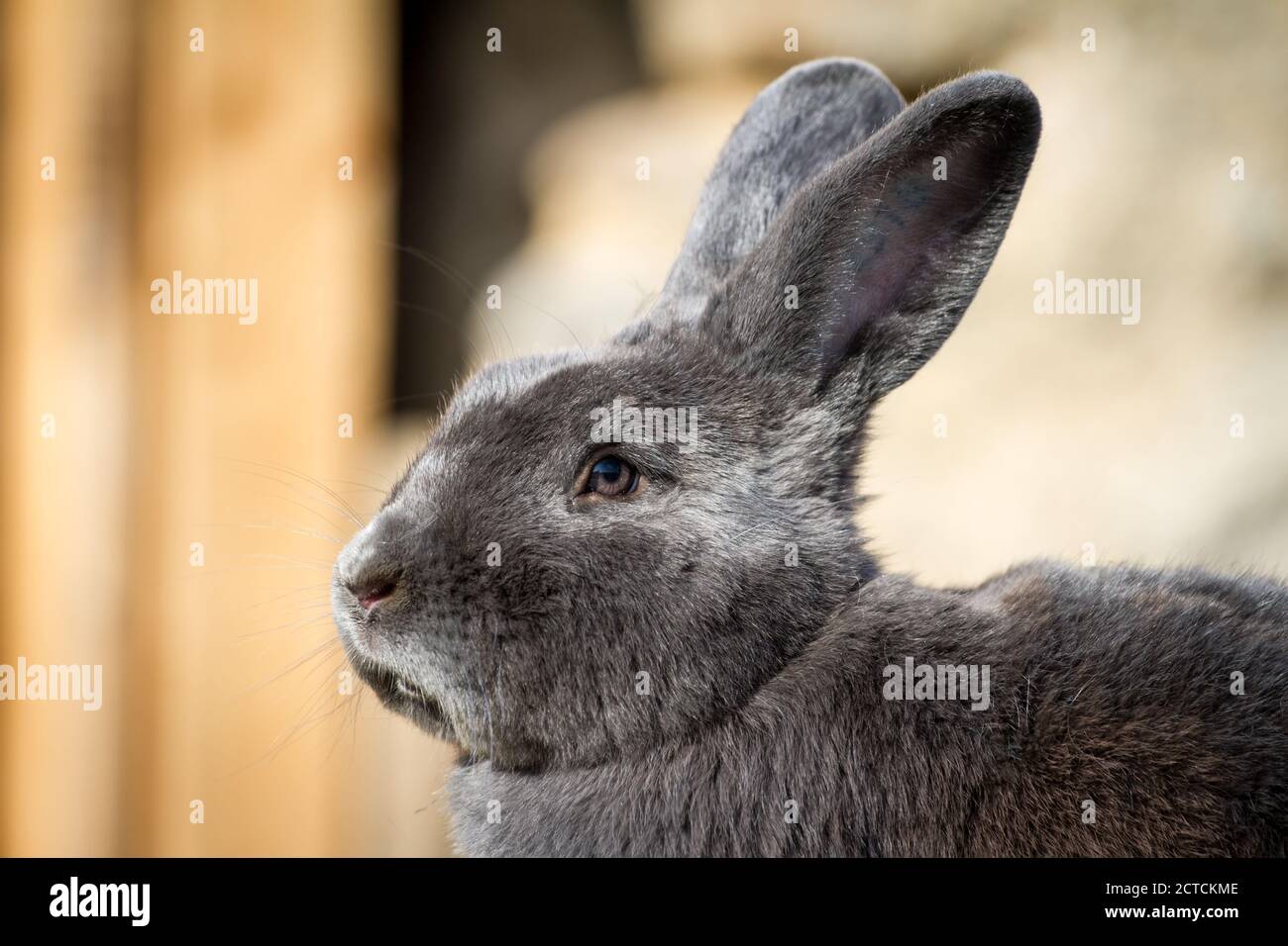 Blue Vienna (Blaues Wienerkaninchen), un lapin autrichien Banque D'Images