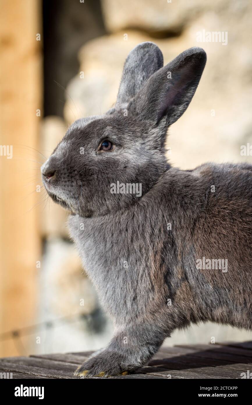 Blue Vienna (Blaues Wienerkaninchen), un lapin autrichien Banque D'Images