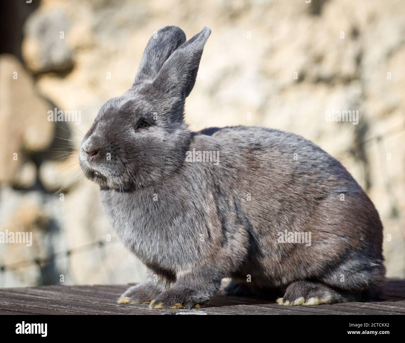 Blue Vienna (Blaues Wienerkaninchen), un lapin autrichien Banque D'Images