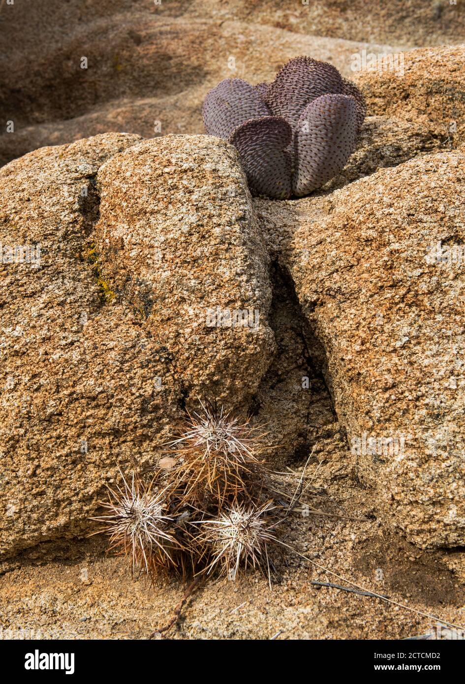 Life Among the Rocks, Cactus Purple Prickly-Pear dans le parc national de Joshua Tree, Californie Banque D'Images