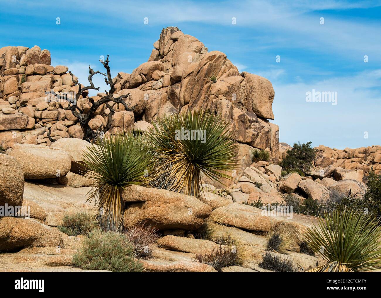 Life Amond the Rocks, Beavertail Cactus dans le parc national de Joshua Tree, Californie Banque D'Images