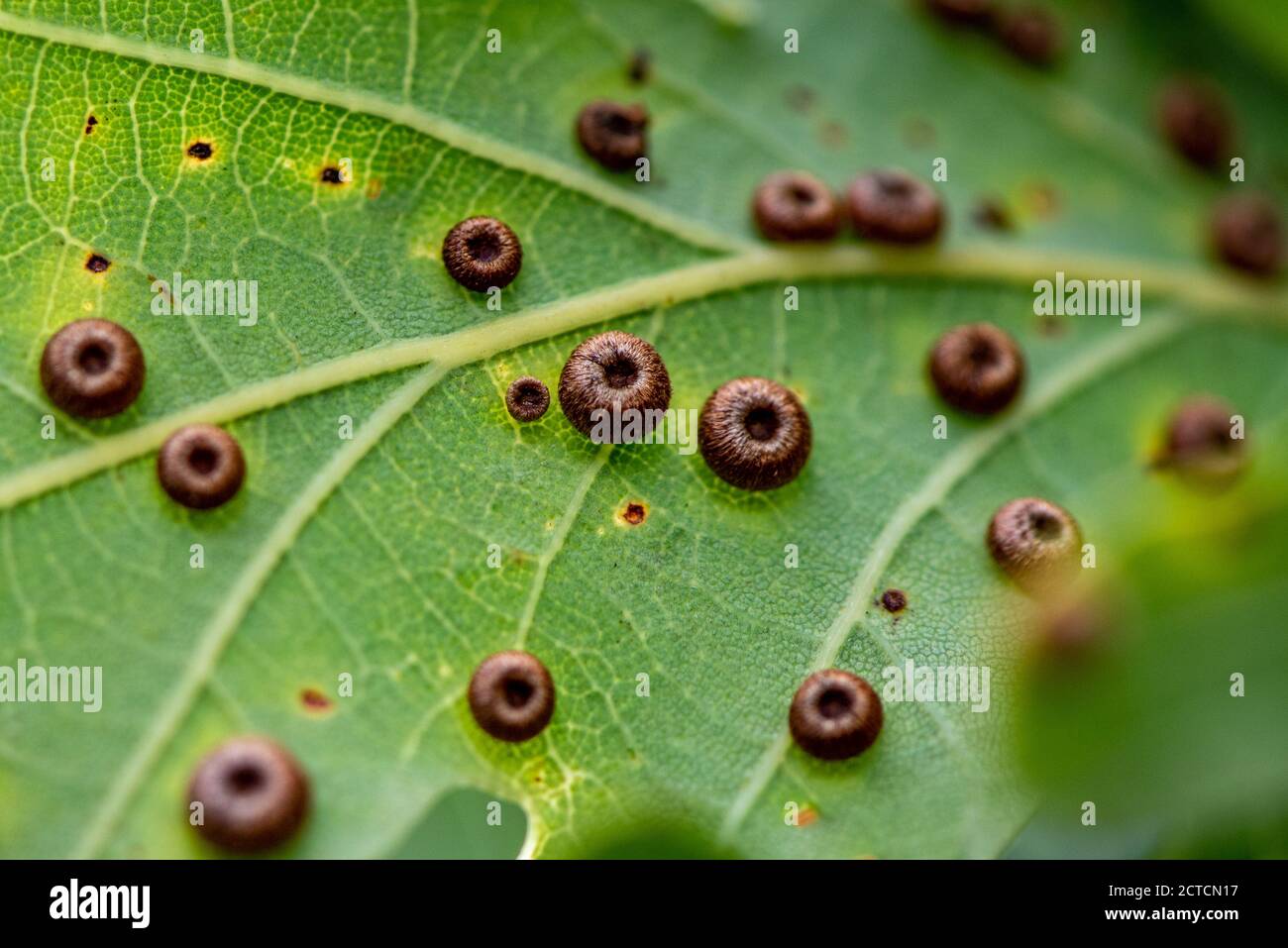 Des galettes en soie sur le dessous d'une feuille de chêne. Chaque petit nid contient un grub qui se développera en guêpe de la Galle. Hampshire, Royaume-Uni Banque D'Images