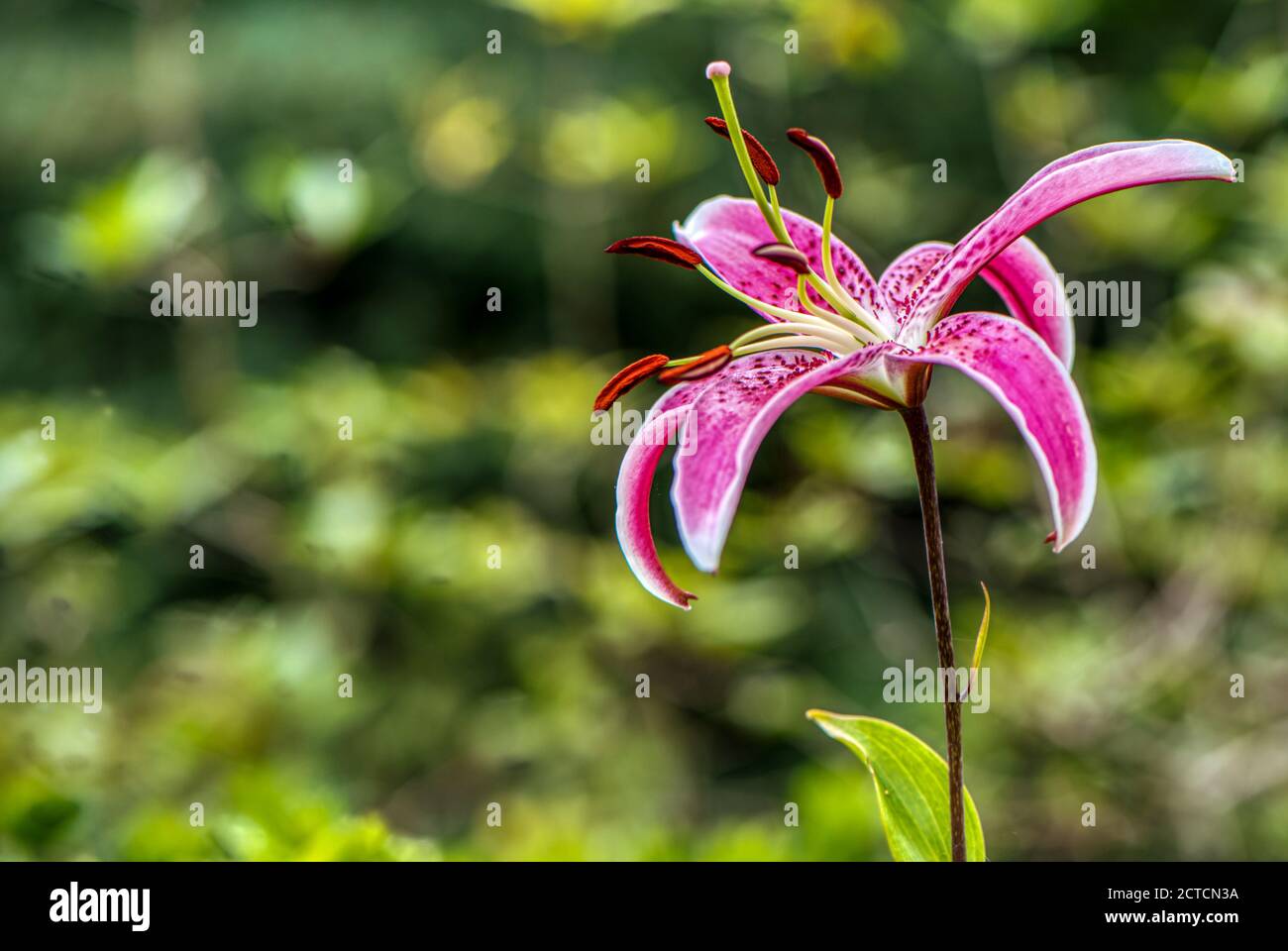 Lilium speciosum var. Rubrum, nénuphar rouge, RHS Gardens, Wisley, Royaume-Uni Banque D'Images