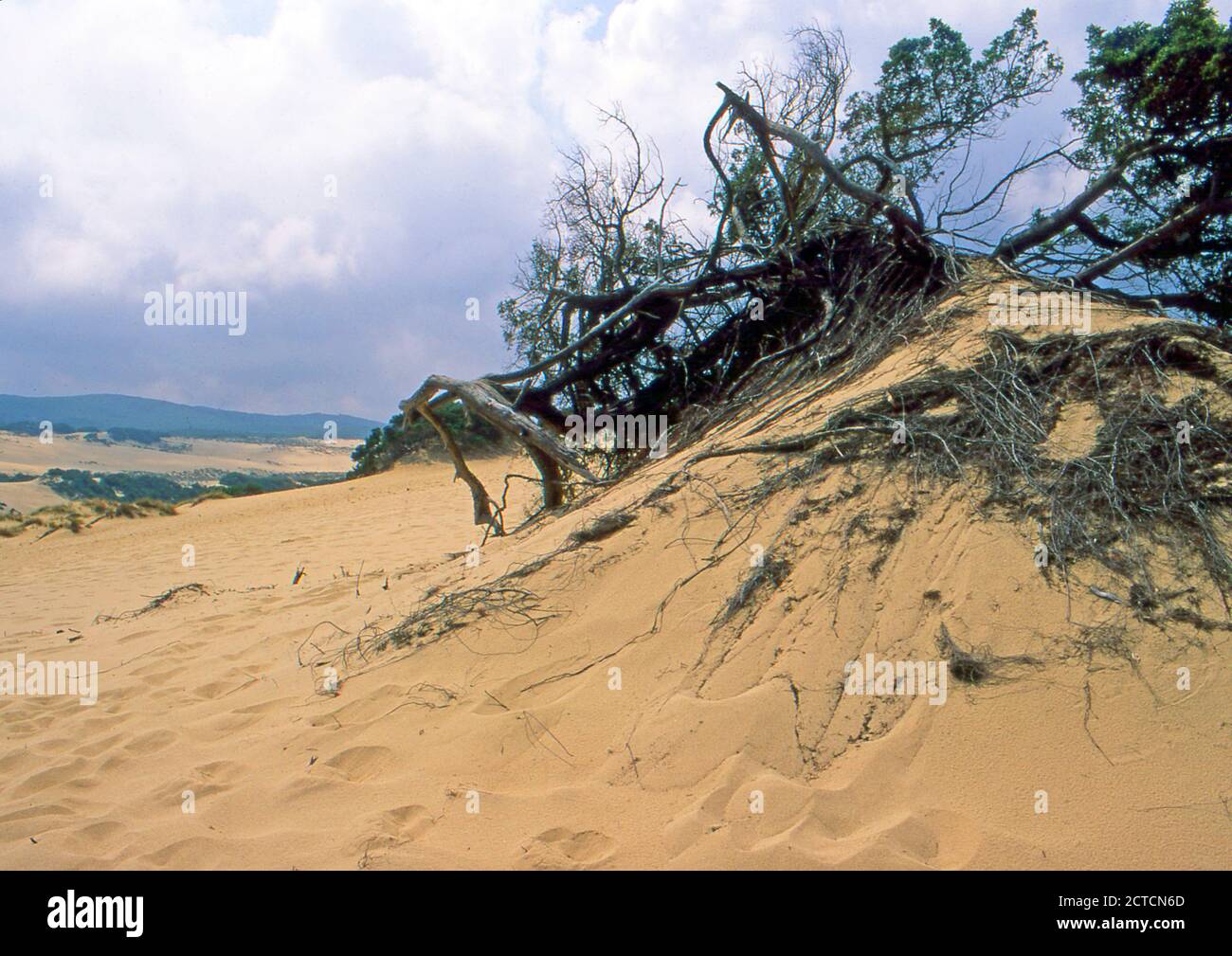 Arbus, Sardaigne, Italie. Dunes du désert de Piscinas (scannées à partir de Kodak EKTACHROME VS) Banque D'Images