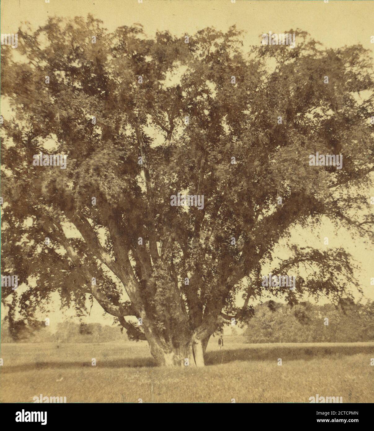 Grand orme de Northampton Meadows, 31 ft. cir., Massachusetts, Northampton (Mass Banque D'Images