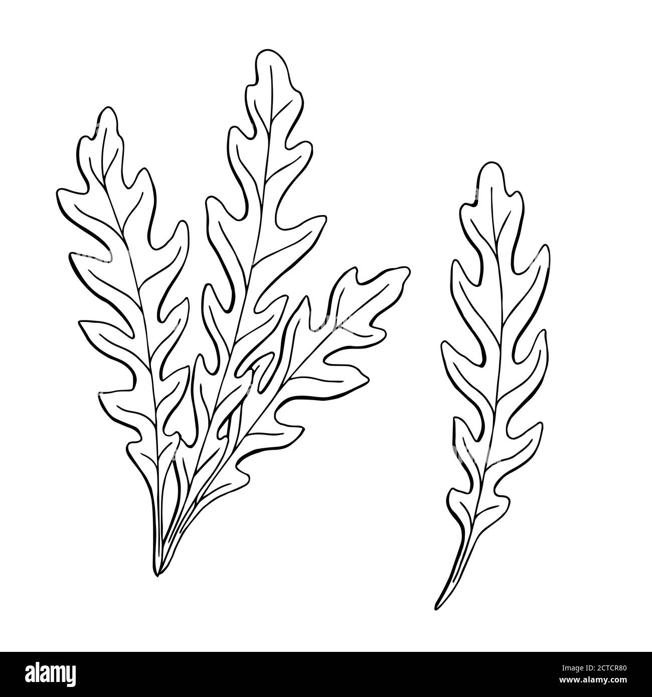 Arugula herbe graphique art noir blanc esquisse isolé illustration vecteur Illustration de Vecteur