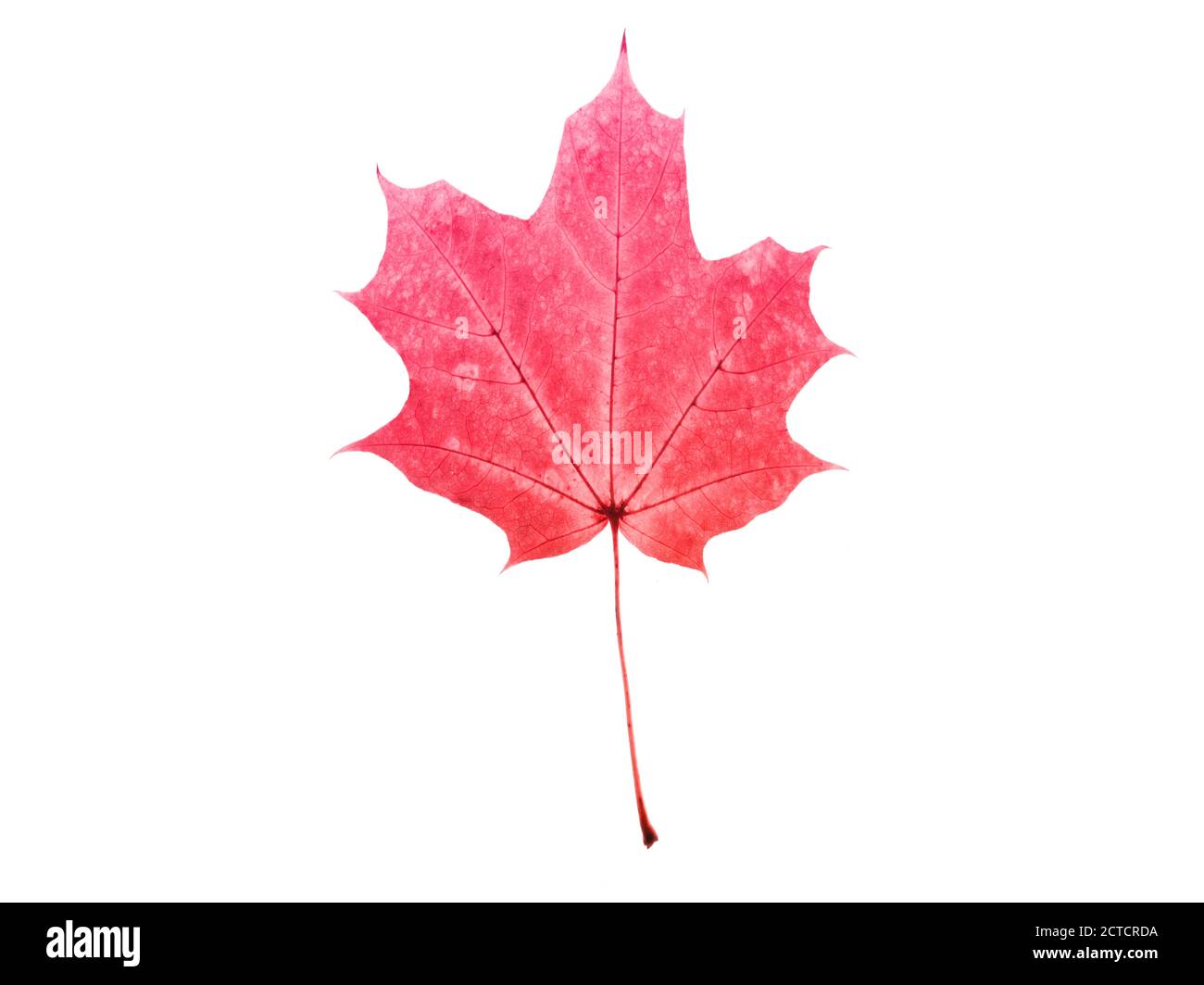 belle feuille rouge isolée sur fond blanc Banque D'Images