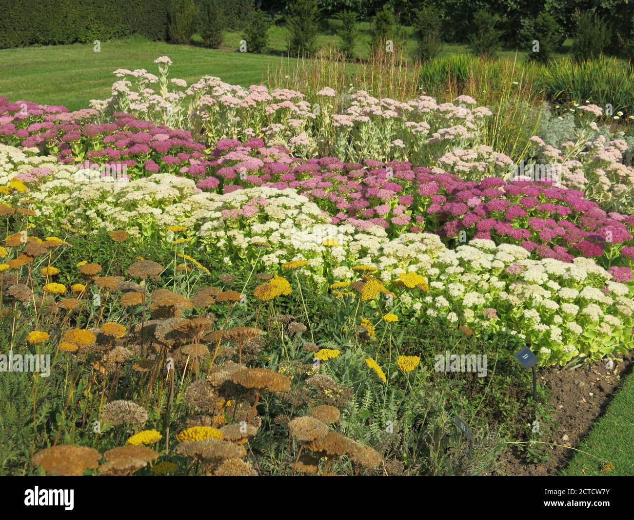 Différentes variétés de sedum (hylotelephium) aux couleurs automnales variables croissant en rangées dans les lits de pépinière des jardins d'eau. Banque D'Images