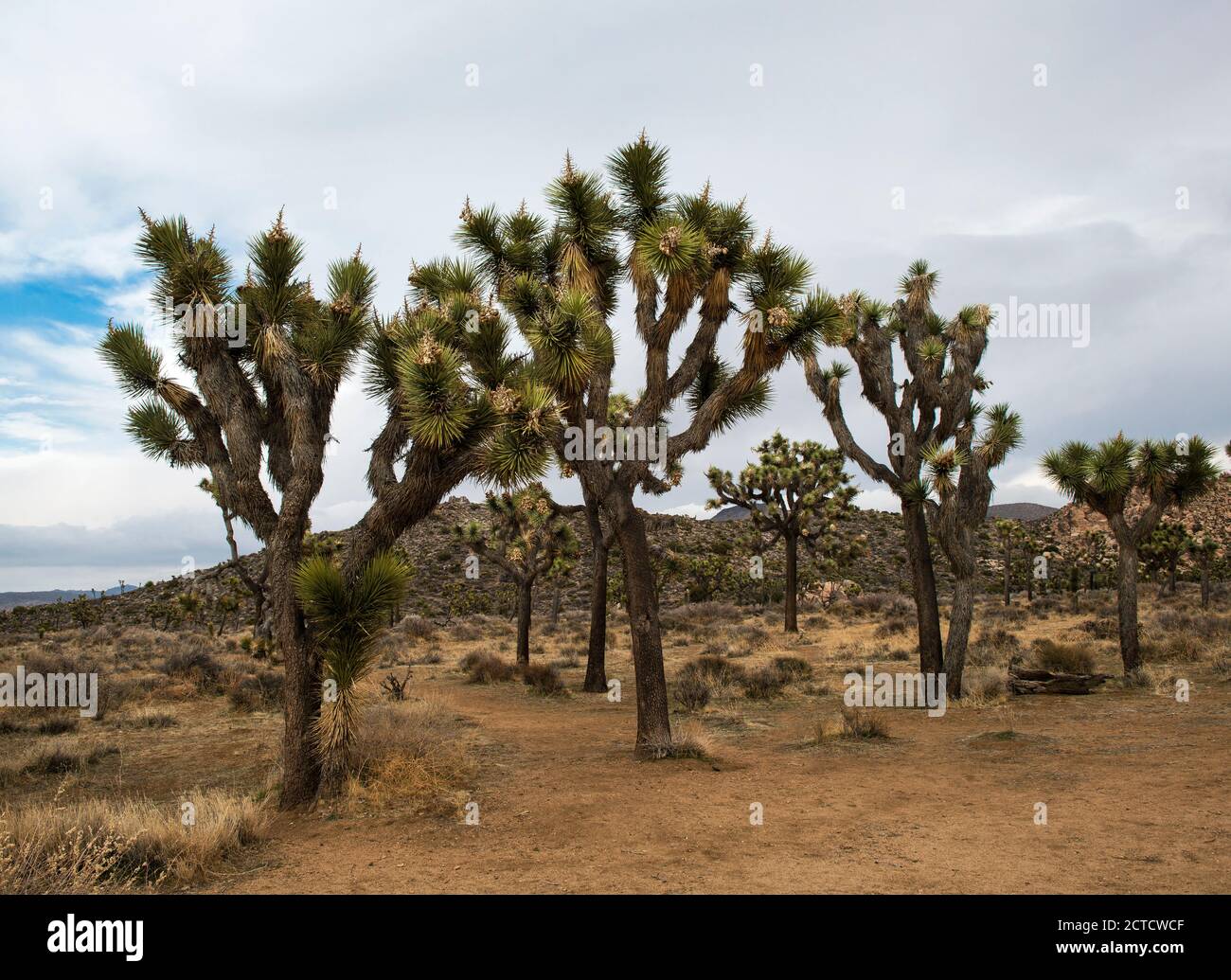 Des Joshua Trees torsadés, des formations rocheuses et le paysage désertique du parc national de Joshua Tree, Californie Banque D'Images
