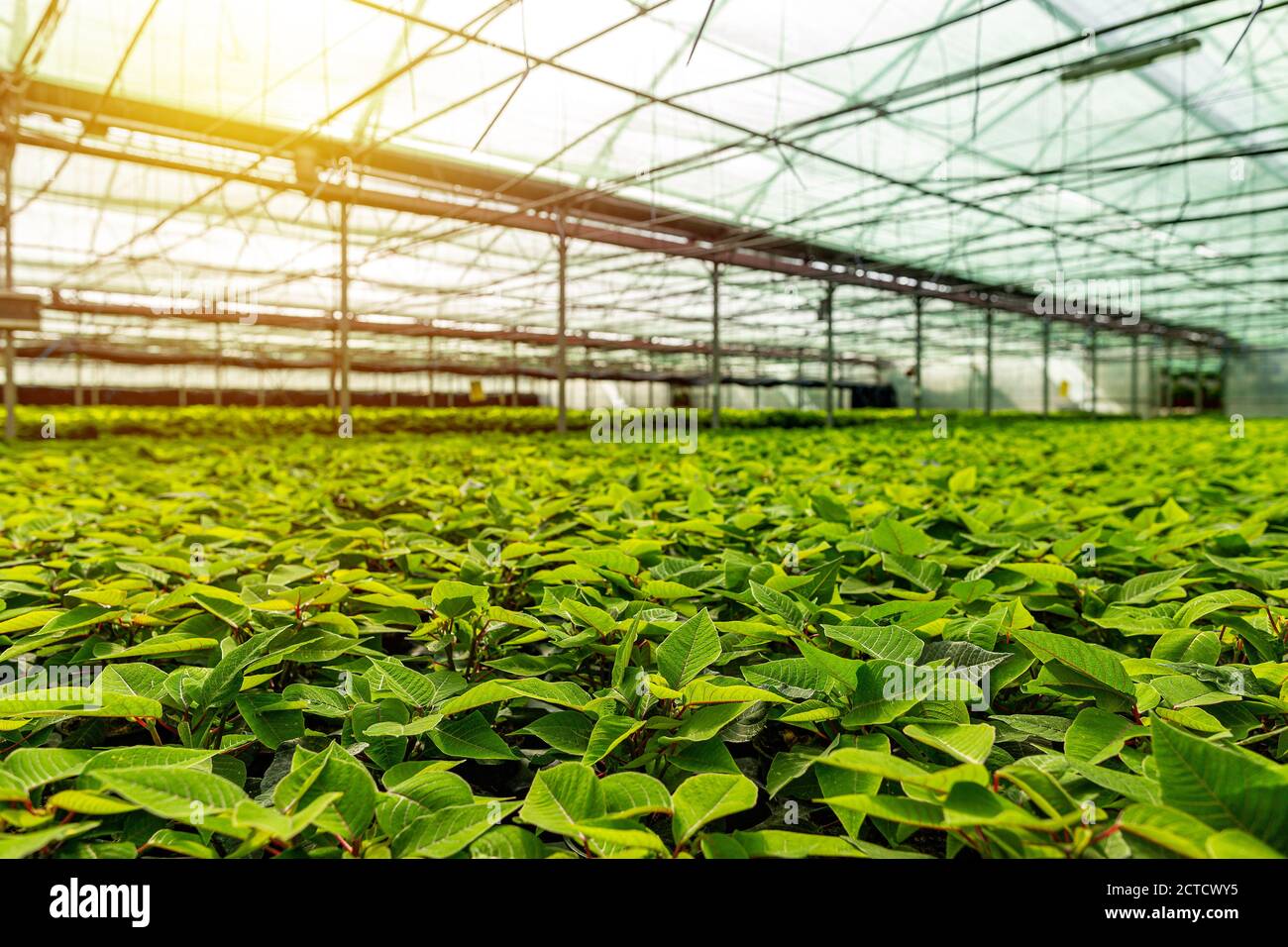 Grande serre avec beaucoup de poinsettia. Rangée de plantes dans la ferme de poinsettia Banque D'Images
