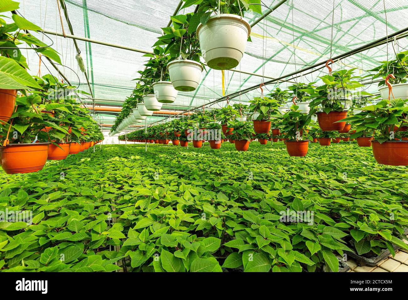 Plantes vertes poinsettia poussant la serre industrielle intérieure. Photographie horizontale Banque D'Images
