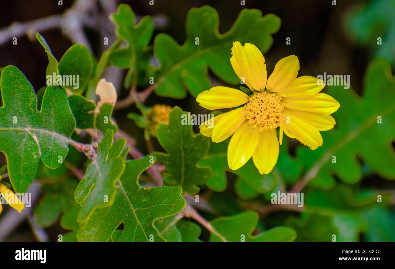 Angelita Daisy plante en fleurs Banque D'Images