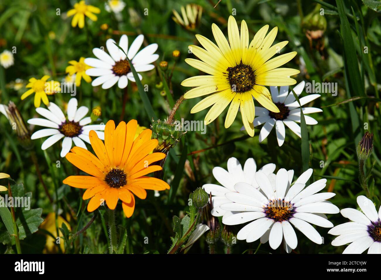 Kusgousblom (jaune) et reënblommetjie (blanc) Banque D'Images