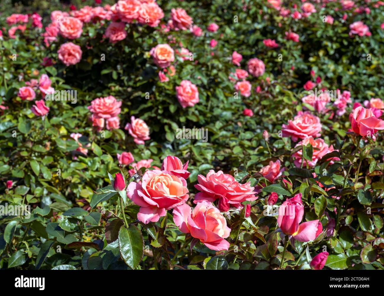 Blenheim Palace un site classé au patrimoine mondial de l'UNESCO, Woodstock, Oxfordshire, Royaume-Uni - voir les roses Rosa 'Silver Jubilee' dans le jardin de roses. Banque D'Images