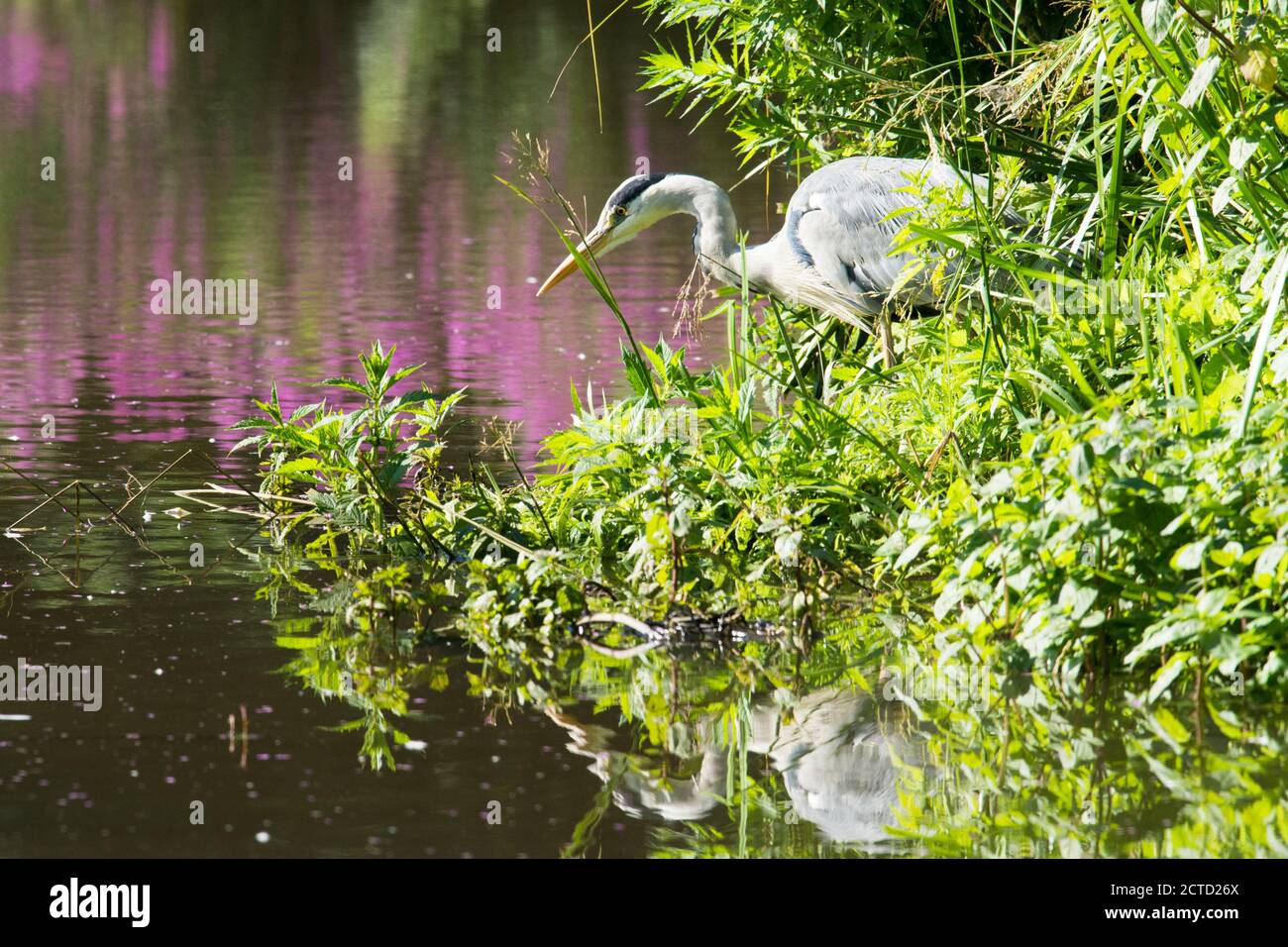 Grey Heron, Ardea cinerea pêche dans South Pond, Midhurst, West Sussex, UK juillet, Town Pond restauré pour la faune. Banque D'Images