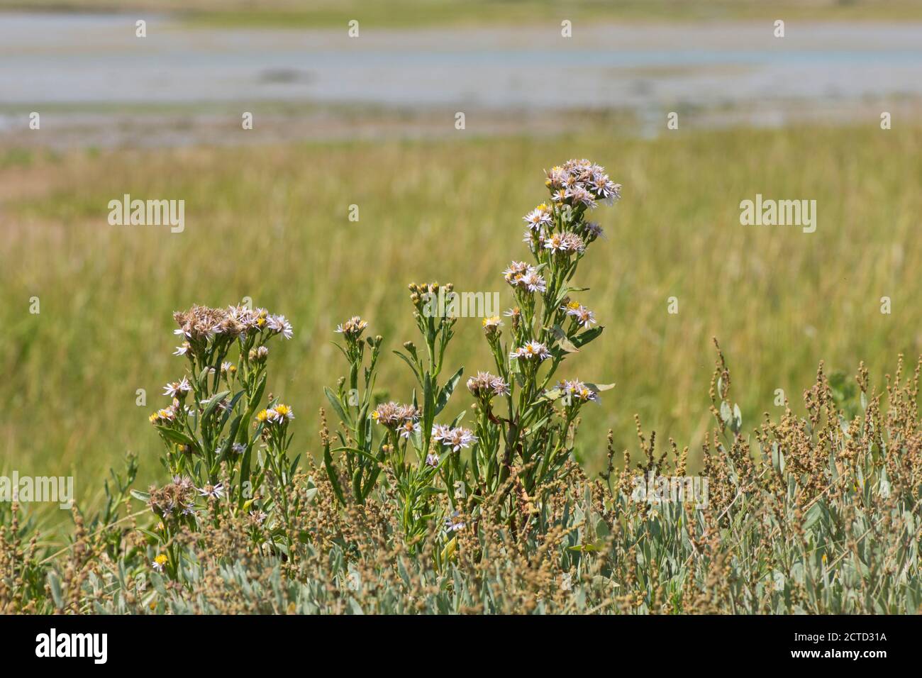 Sea Aster, Tripolium pannonicum, Pagham Harbour, Sussex, Royaume-Uni, juillet Banque D'Images