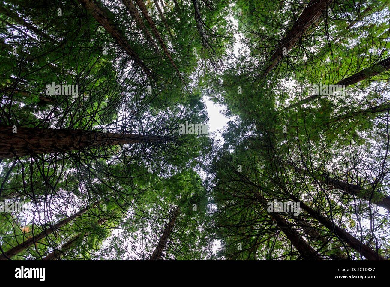 Monument naturel de Redwood. Cabezón de la Sal. Cantabrie. Espagne Banque D'Images