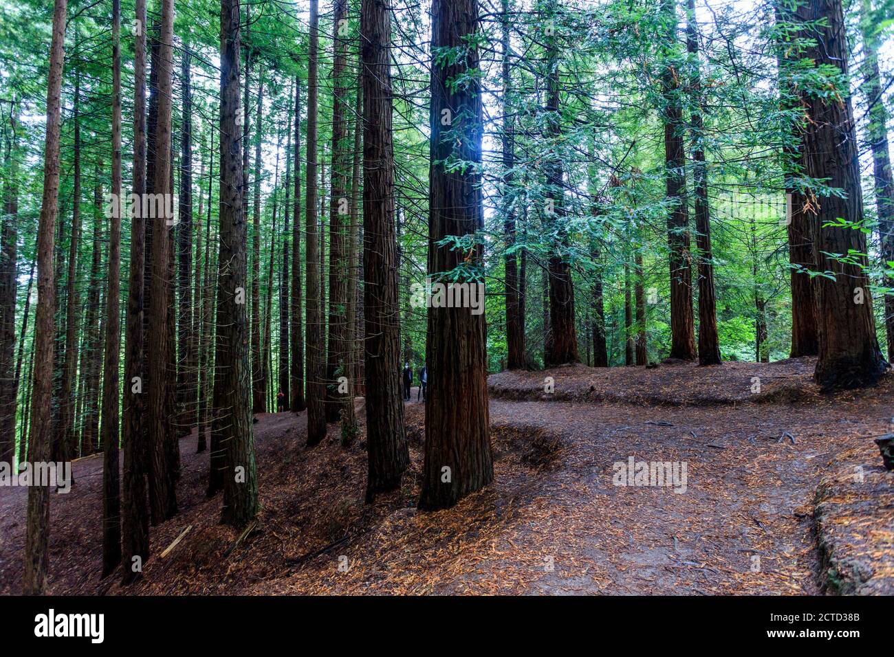 Monument naturel de Redwood. Cabezón de la Sal. Cantabrie. Espagne Banque D'Images