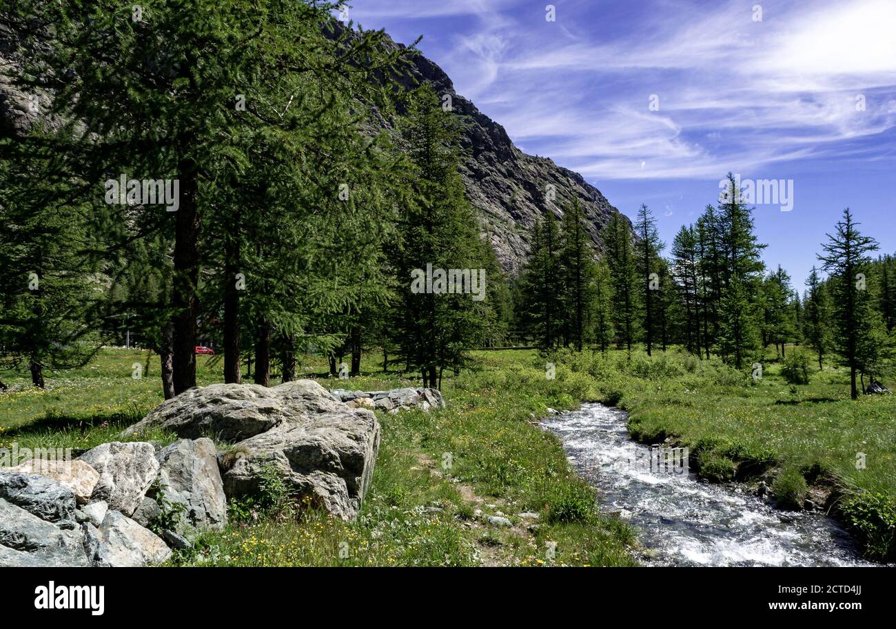 Splendide ruisseau de montagne coule à travers les forêts de conifères. Alpes italiennes dans le Piémont. Banque D'Images