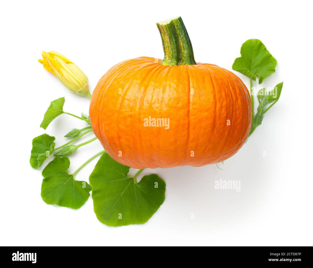 Composition de citrouille fraîche avec fleurs jaunes et feuilles vertes. Vue de dessus isolée sur fond blanc Banque D'Images