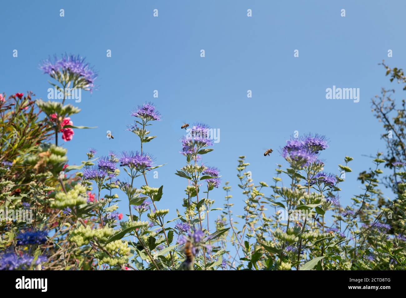 De belles fleurs bleues attirent les abeilles lors d'une journée d'été avec copier l'espace Banque D'Images