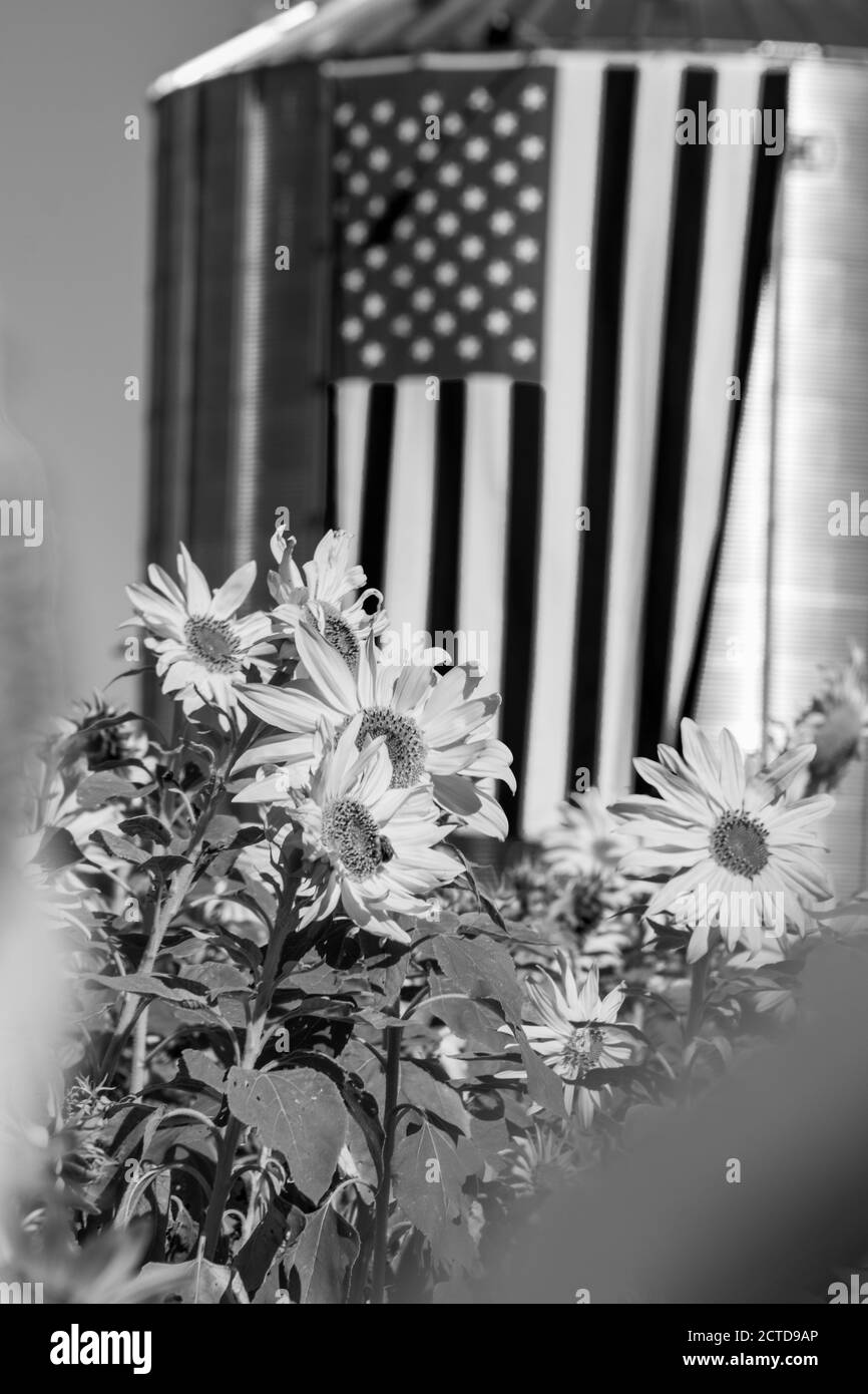 Tournesols en automne, Etats-Unis Banque D'Images