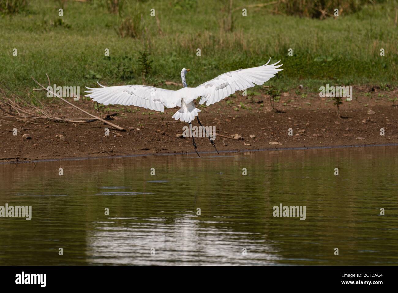 Un grand Egret blanc s'éportant avec ses longues jambes et en utilisant ses puissantes ailes comme pauses pour ralentir en préparation d'un atterrissage sur la rive Banque D'Images