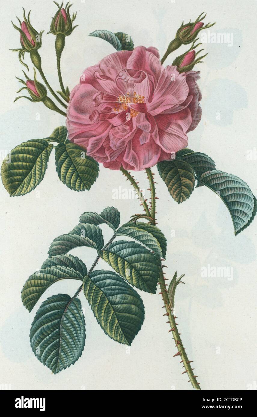 Rosa semper florens = Rosier de tous les mois. Rose toujours soufflant, Rose de Chine, Rose Bengale, image fixe, estampes, 1801 - 1819, Duhamel du Monceau, M., 1700-1782, Reduté, Pierre Joseph, 1759-1840 Banque D'Images