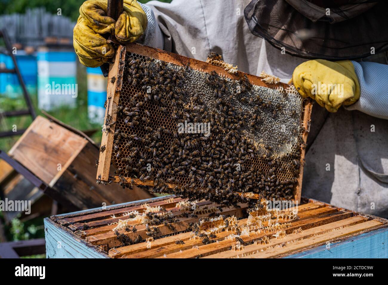Gros plan d'un apiculteur montrant un cadre en nid d'abeille avec des abeilles en train de faire du miel. Apiculture. Produit naturel. Cire d'abeille. Ferme d'abeilles. Banque D'Images