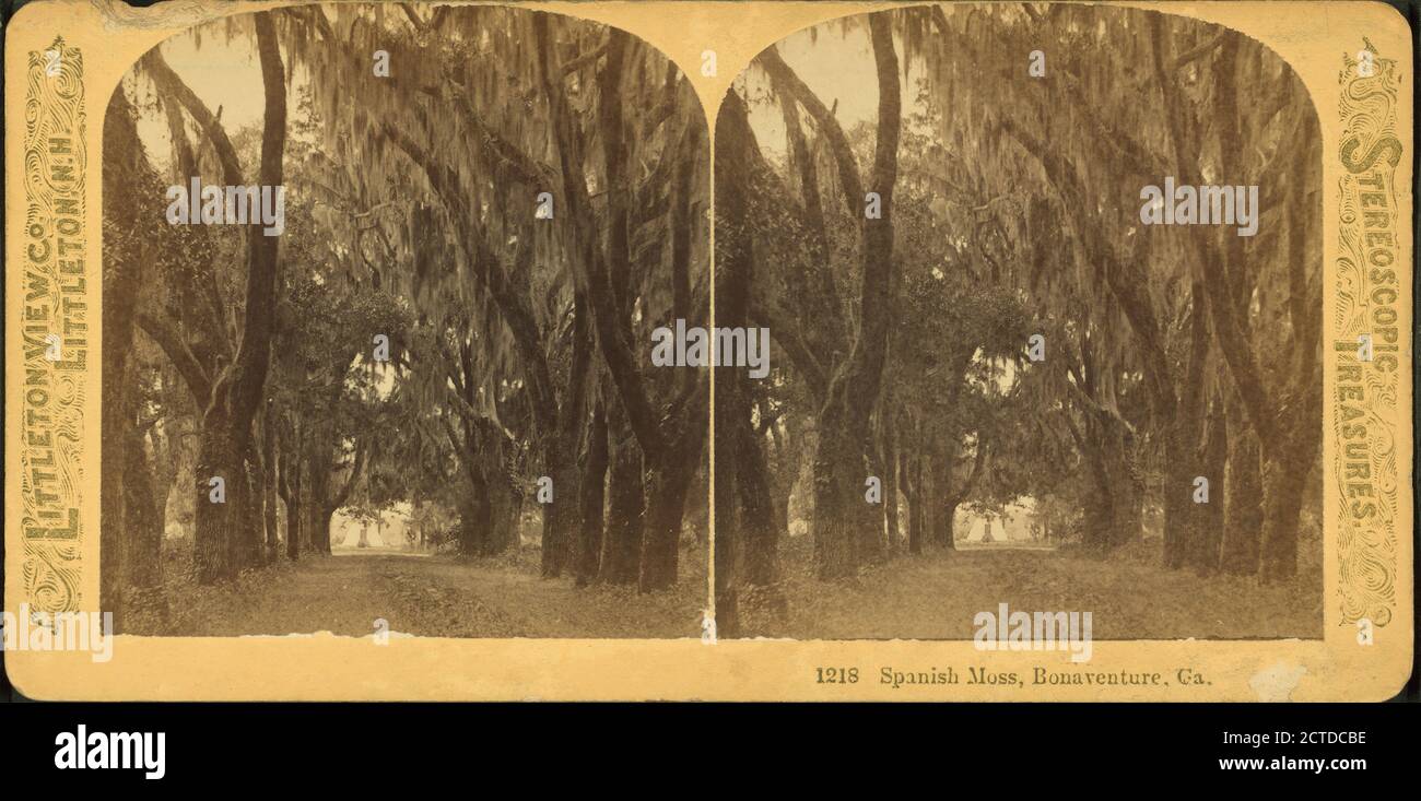 Spanish Moss, Bonaventure, Géorgie, image fixe, stéréographes, 1880 - 1890 Banque D'Images