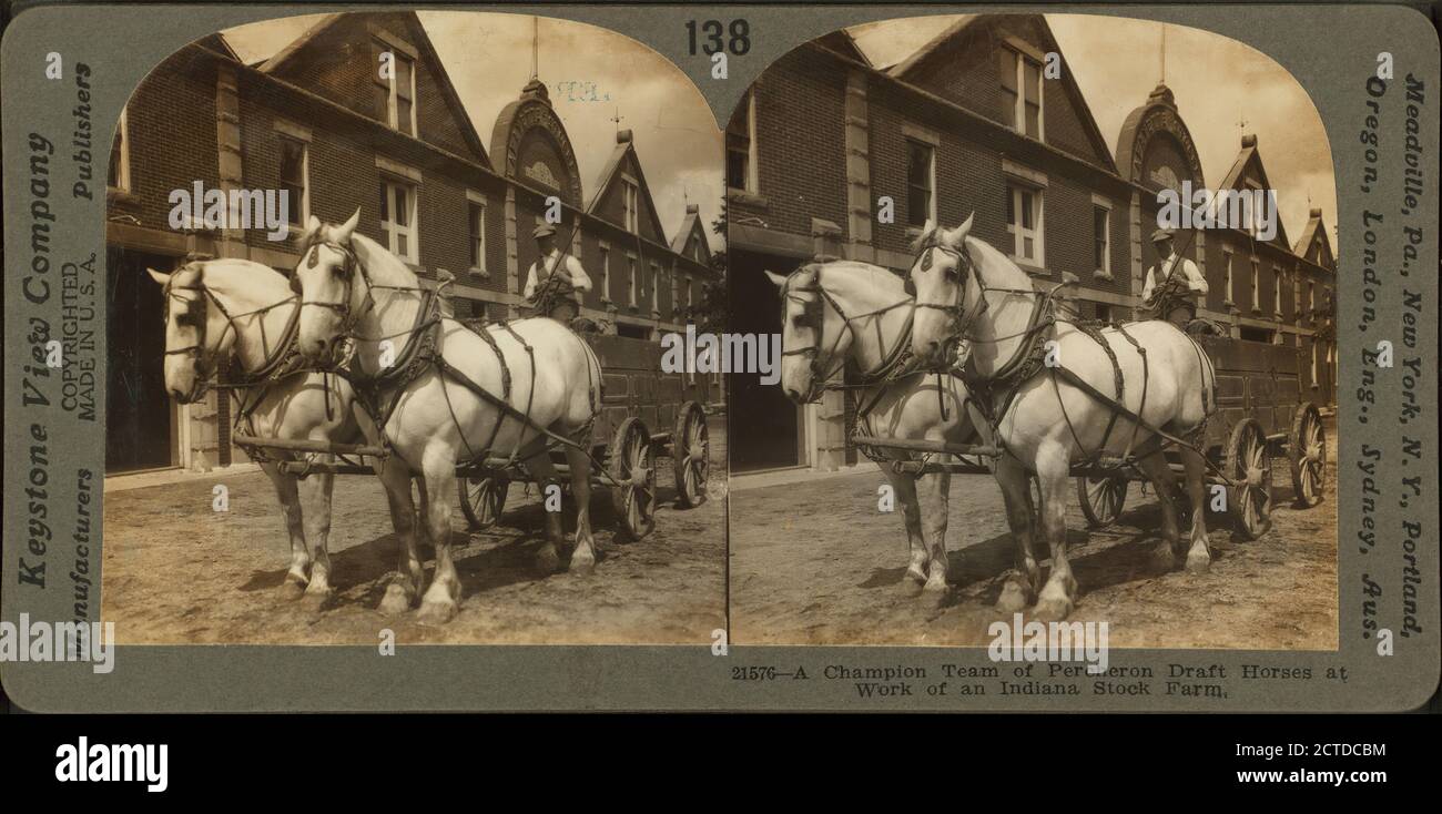 Une équipe championne de chevaux de trait Percheron à l'œuvre dans une ferme de l'Indiana., image fixe, stéréographes, Keystone View Company Banque D'Images