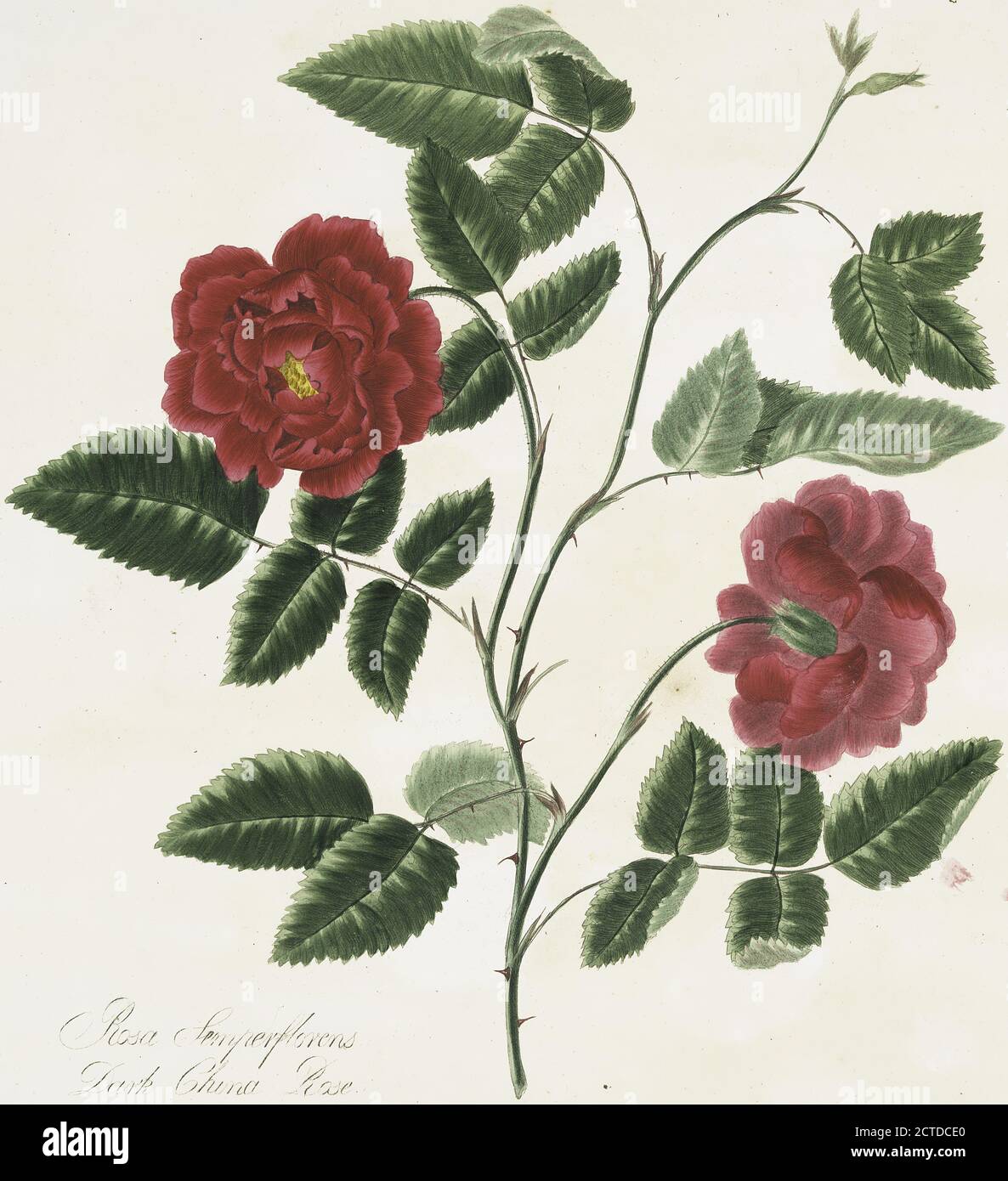 Rosa semperflorens = Rose de Chine sombre. Toujours-Blowing Rose, China Rose, Bengale Rose, image fixe, 1799 Banque D'Images