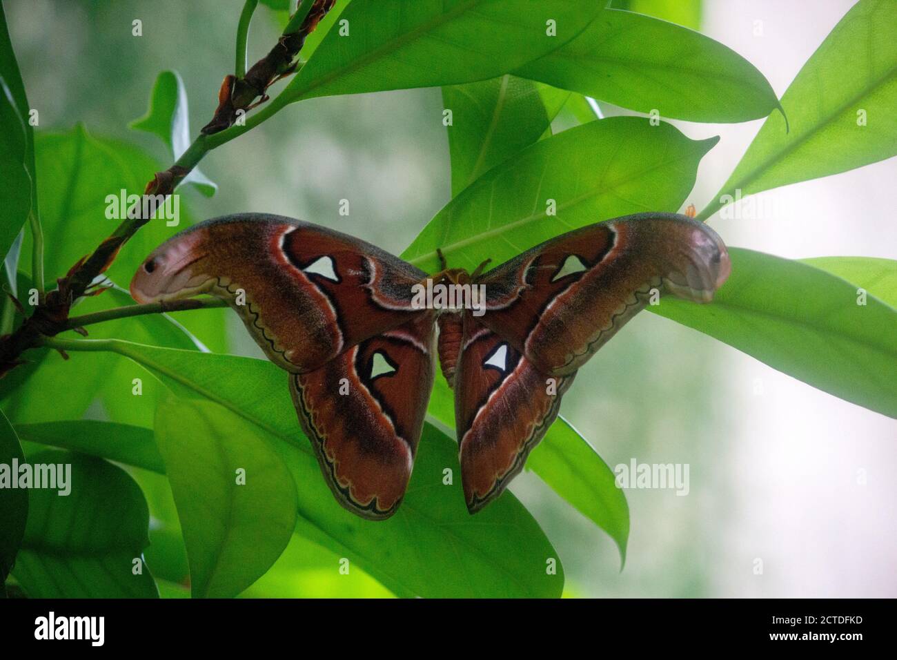 Vue d'un ver à soie ou de la myrtille, Bombyx mori, est un papillon de la famille du vrai spinner, Bombycidae, originaire de Chine Banque D'Images