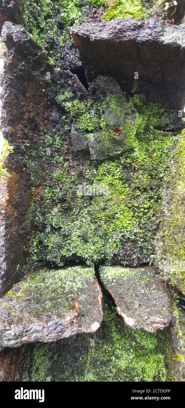 Gros plan vertical de pierres recouvertes de mousse Banque D'Images